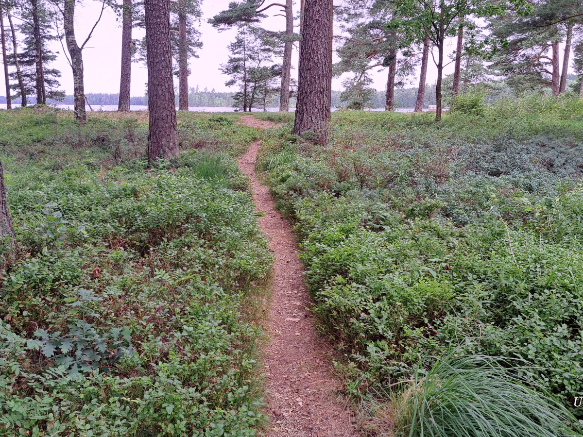 Heidekraut und Heidelbeeren